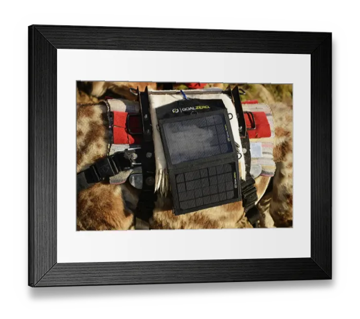 Framed Print : Solar charger attached to a llama