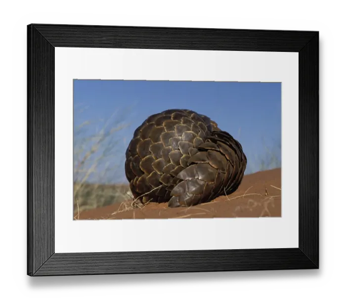 Framed Print : Pangolin (Manis temminckii), curls into a ball when disturbed