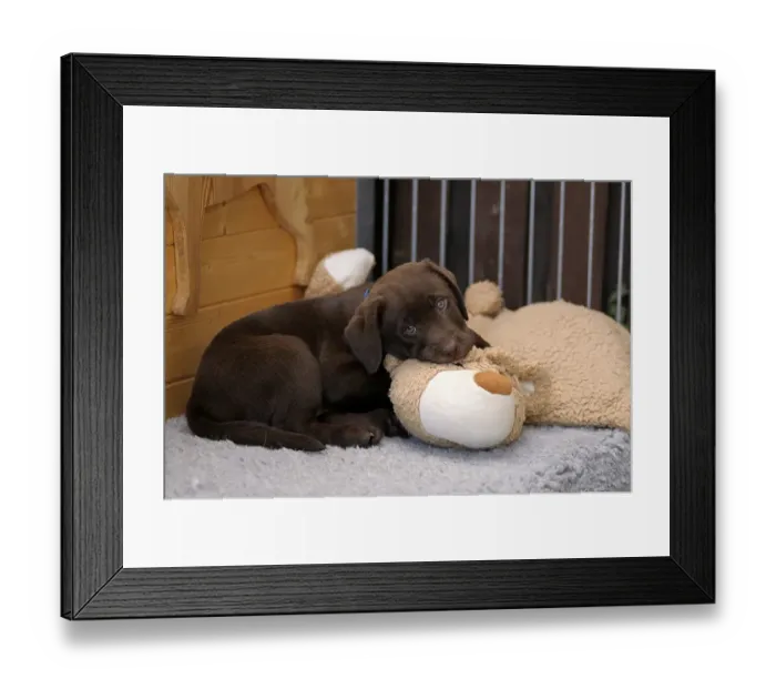 Framed Print : Brown Labrador Retriever, puppy lying on a plush toy Framed Print : Brown Labrador Retriever, puppy lying on a plush toy