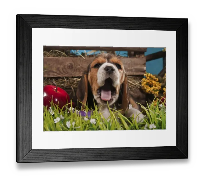 Framed Print : Yawning Beagle puppy Framed Print : Yawning Beagle puppy