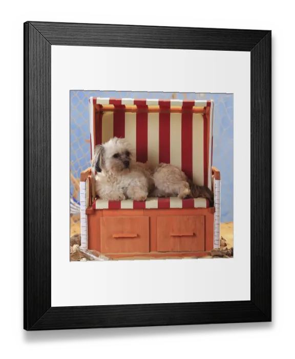Framed Print : Mongrel dog, male lies in wicker beach chair