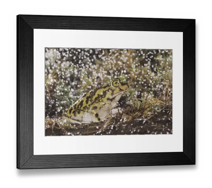 Framed Print : Couch's Spadefoot (Scaphiopus couchii)