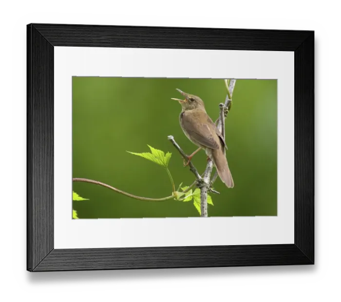 Framed Print : River warbler (Locustella fluviatilis)
