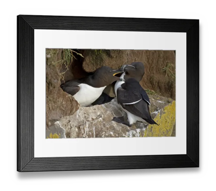 Framed Print : Razorbills (Alca torda) at the breeding area