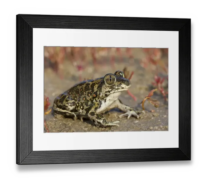 Framed Print : Eastern Spadefoot Toad (Pelobates syriacus)