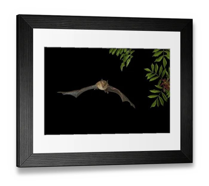Framed Print : Greater Horseshoe Bat (Rhinolophus ferrumequinum) in flight