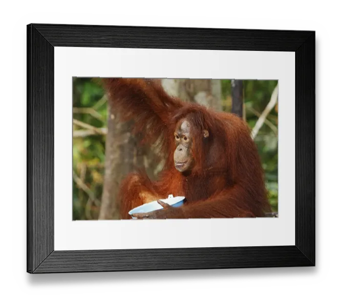 Framed Print : Orang-utan (Pongo pygmaeus) in Tanjung Puting national park Framed Print : Orang-utan (Pongo pygmaeus) in Tanjung Puting national park