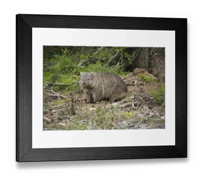 Framed Print : Wombat (Vombatus ursinus) in the Wilsons Promontory National Park Framed Print : Wombat (Vombatus ursinus) in the Wilsons Promontory National Park