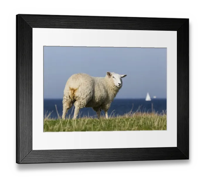 Framed Print : Sheep on a dyke, Fehmarnsund, Fehmarn