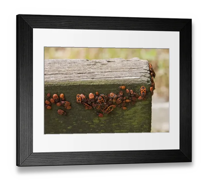 Framed Print : Firebugs (Pyrrhocoris apterus) Framed Print : Firebugs (Pyrrhocoris apterus)