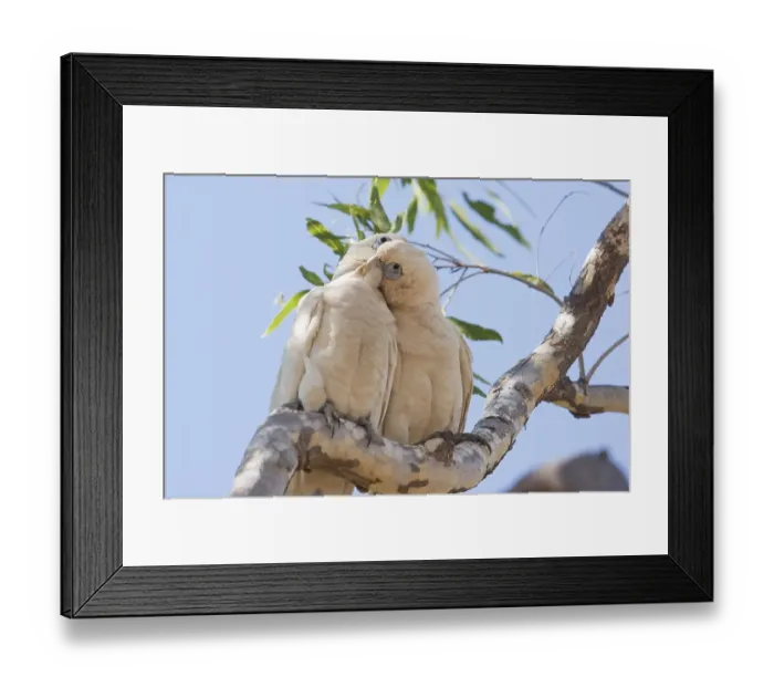 Framed Print : Two parrots, cockatoos, Purnululu National Park