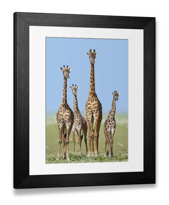Framed Print : Herd of Giraffes (Giraffa camelopardalis) with calves Framed Print : Herd of Giraffes (Giraffa camelopardalis) with calves