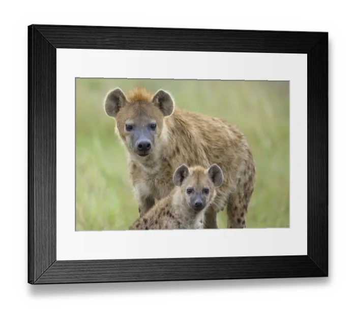 Framed Print : Spotted Hyena or Laughing Hyena (Crocuta crocuta) adult with cub
