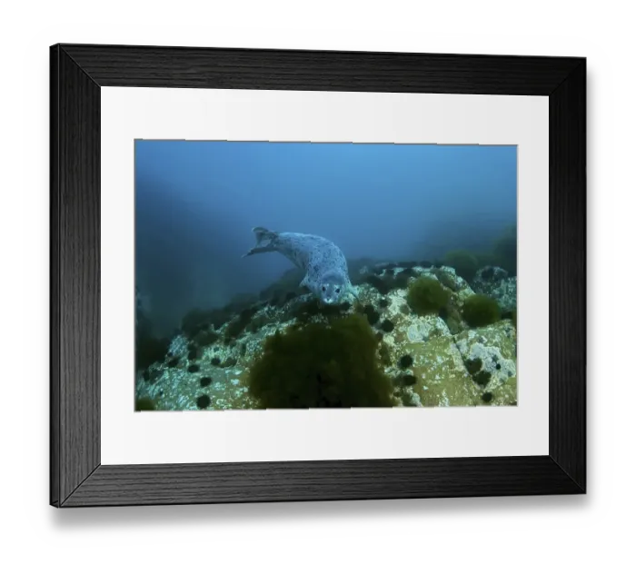 Framed Print : Spotted Seal or Largha Seal (Phoca largha) Framed Print : Spotted Seal or Largha Seal (Phoca largha)