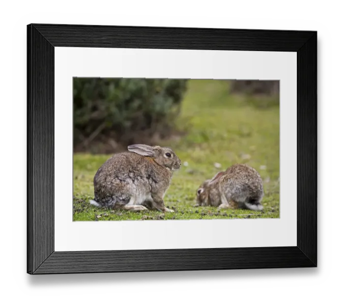 Framed Print : Rabbits (Oryctolagus cuniculus)at the National park Tierra del Fuego