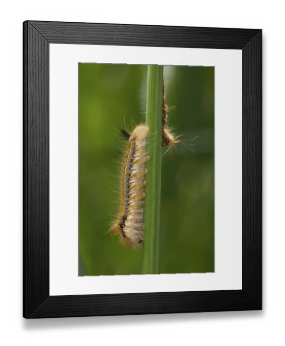 Framed Print : Caterpillar (philudoria potatoria)
