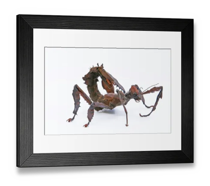 Framed Print : Extatosoma Tiaratum Framed Print : Extatosoma Tiaratum