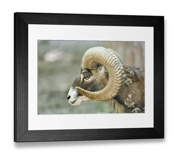 Framed Print : Mouflon (ovis ammon musimon)