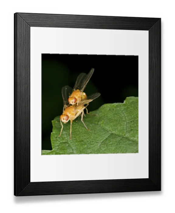 Framed Print : Drosophila melanogaster