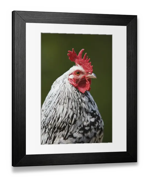 Framed Print : Cockerell (Gallus gallus domesticus) Framed Print : Cockerell (Gallus gallus domesticus)