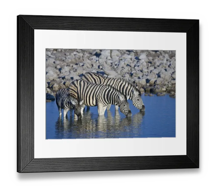 Framed Print : Zebras (Equus) drinking from a waterhole