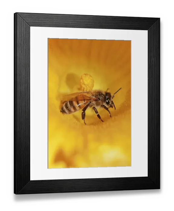 Framed Print : Western honey bee (Apis mellifera) on pumpkin flower
