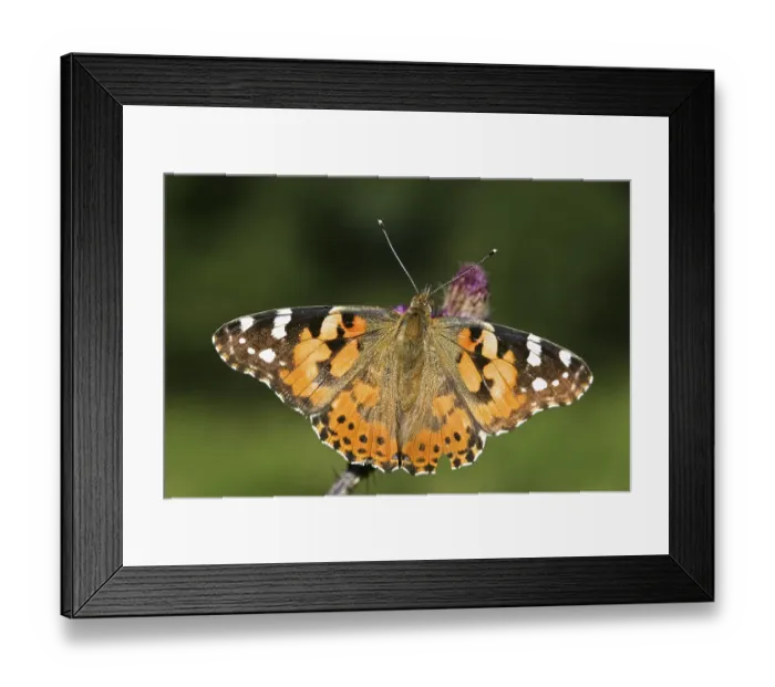 Framed Print : Painted Lady (Vanessa cardui), butterfly