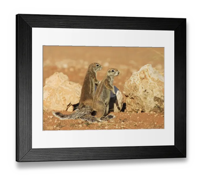 Framed Print : Unstriped Ground Squirrel (Xerus rutilus)