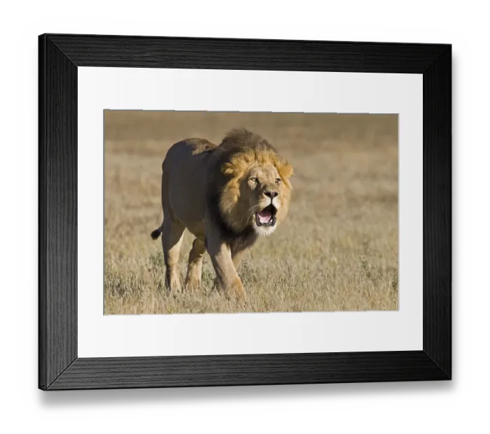 Framed Print : Lion (Panthera leo), male roaring Framed Print : Lion (Panthera leo), male roaring