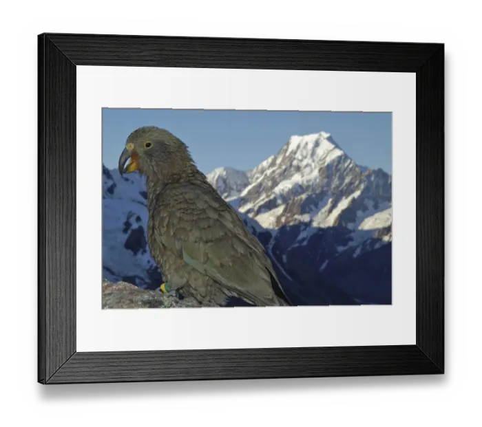 Framed Print : Kea in front of summit of Mt Cook in New Zealand Framed Print : Kea in front of summit of Mt Cook in New Zealand