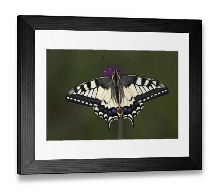 Framed Print : Swallow tail (papilio machaon)