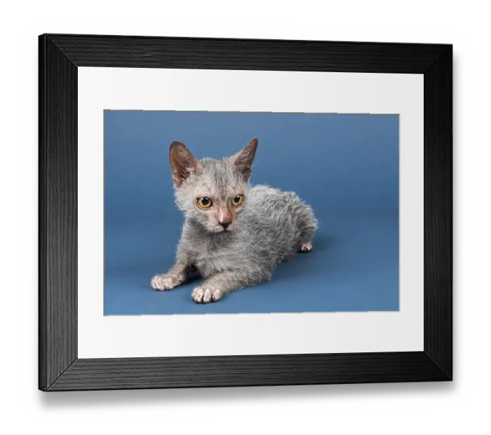 Framed Print : Werewolf cat, Lykoi, kitten, 6 months, studio shot Framed Print : Werewolf cat, Lykoi, kitten, 6 months, studio shot
