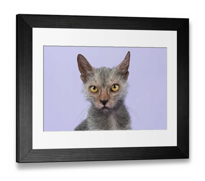 Framed Print : Werewolf Cat or Lykoi Cat (Felis silvestris catus) Framed Print : Werewolf Cat or Lykoi Cat (Felis silvestris catus)