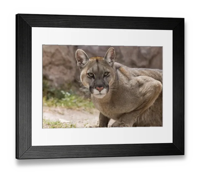 Framed Print : Cougar (Puma concolor) portrait Framed Print : Cougar (Puma concolor) portrait