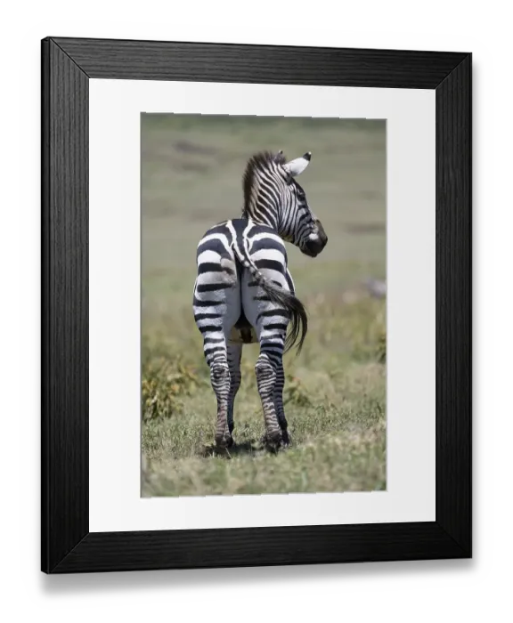 Framed Print : Plains zebra (Equus quagga) or horse zebra