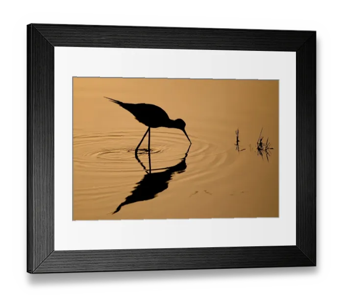 Framed Print : Black-winged Stilt (Himantopus himantopus) looking for food in the morning light
