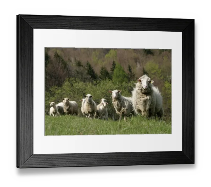 Framed Print : Sheep, Sidonie, White Carpathian Mountains