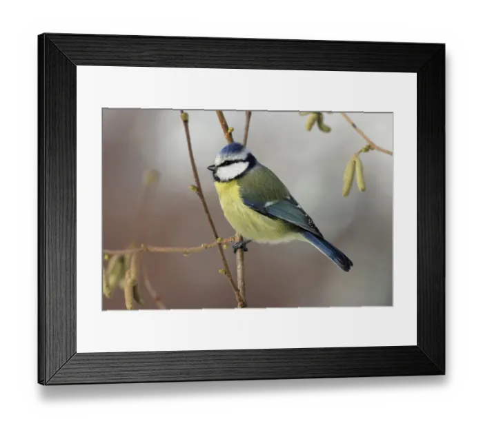 Framed Print : Blue Tit (Cyanistes caeruleus)