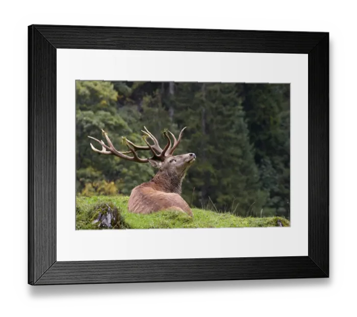 Framed Print : Red Deer (Cervus elaphus), stag