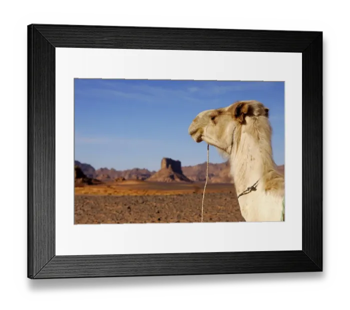 Framed Print : White Mehari dromedary in the hamadan desert