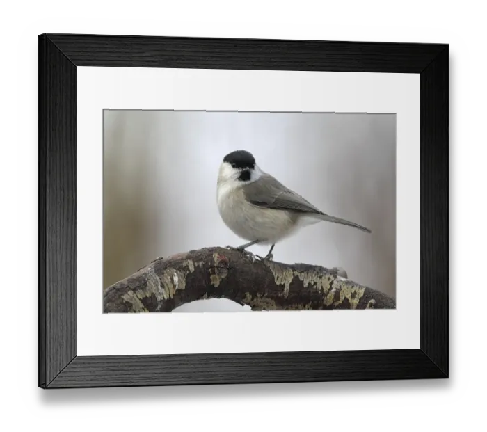 Framed Print : Marsh tit (Parus palustris) sitting on a branch in winter