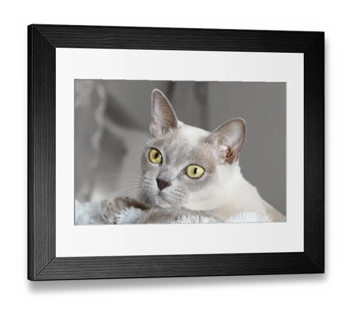 Framed Print : Burmese cat, portrait Framed Print : Burmese cat, portrait