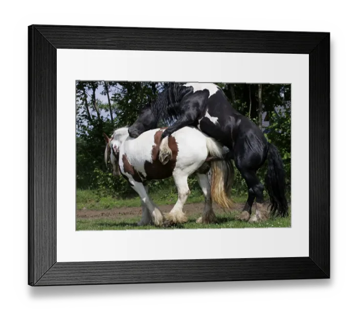 Framed Print : Irish tinker horses - stallion copulating with an irish tinker mare (Equus islandicus)