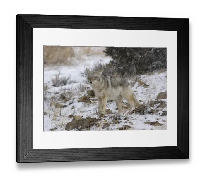Framed Print : Coyote in winter scenery