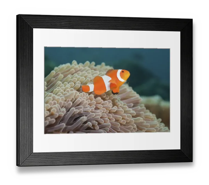Framed Print : Ocellaris clownfish (Amphiprion ocellaris) in Sea Anemone (Heteractis spec)