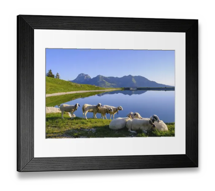 Framed Print : Sheep at the Walleralm reservoir Framed Print : Sheep at the Walleralm reservoir