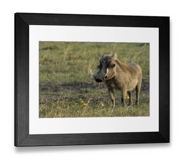 Framed Print : Warthog (Phacochoerus aethiopicus) sweetwater game reserve Framed Print : Warthog (Phacochoerus aethiopicus) sweetwater game reserve