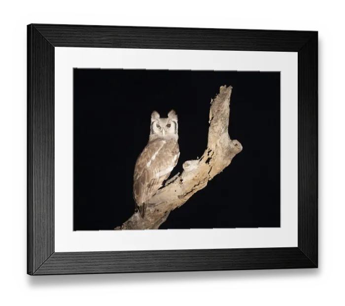Framed Print : Milk eagle owl (Ketupa lactea) sitting on a tree Framed Print : Milk eagle owl (Ketupa lactea) sitting on a tree