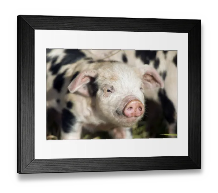 Framed Print : Piglet (Sus scrofa domestica), on an organic farm Framed Print : Piglet (Sus scrofa domestica), on an organic farm