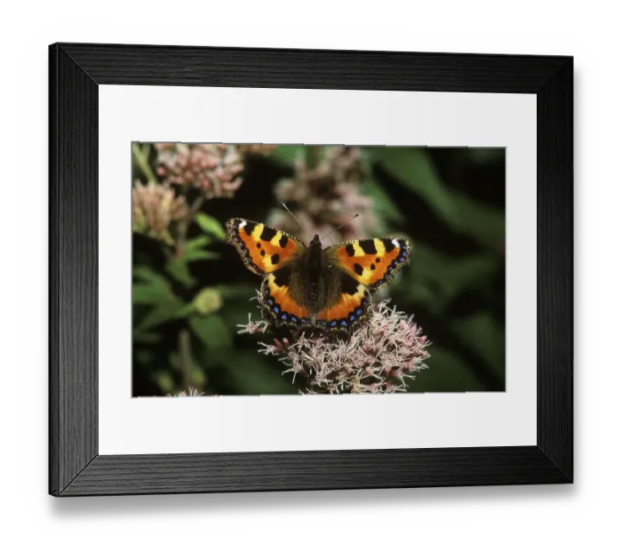 Framed Print : Small Tortoiseshell (Aglais urticae) Framed Print : Small Tortoiseshell (Aglais urticae)